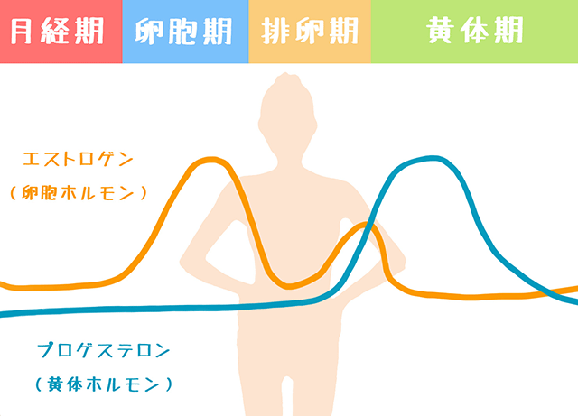 エストロゲンの影響で肌にハリ、ツヤのある美肌になる