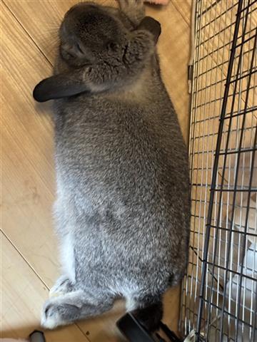 ショップ名の求人・体入情報