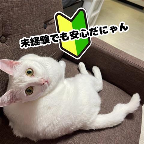 ショップ名の求人・体入情報