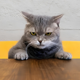 よくばりトロリッ痴-フェチなM性感ヘルス-神戸店の店舗情報