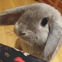 ぷるりんクエスト上野浅草鶯谷秋葉原デリヘル王国