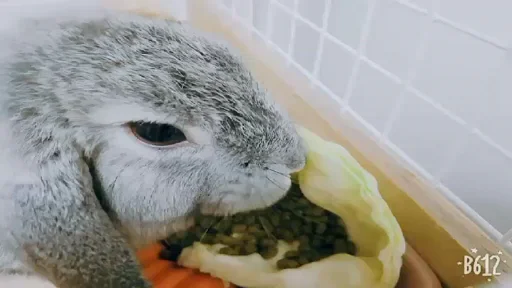 みみ店長のお食事動画♪の動画