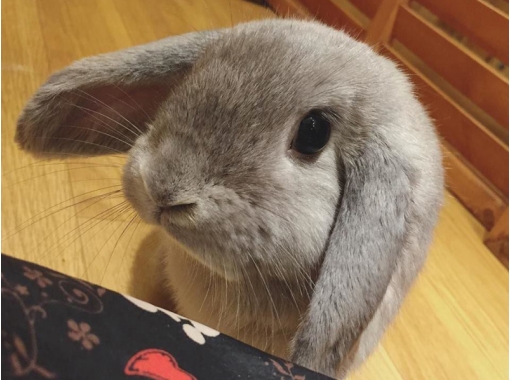 みみたろう店長